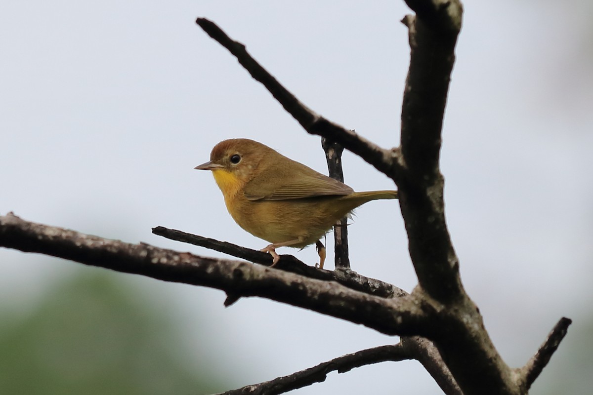 Common Yellowthroat - Alta Tanner