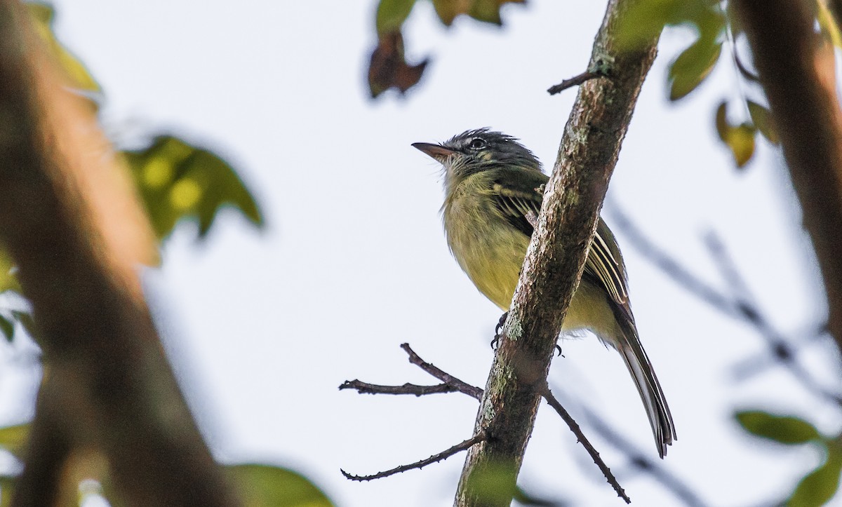 Yellow-olive Flatbill - ML124460521