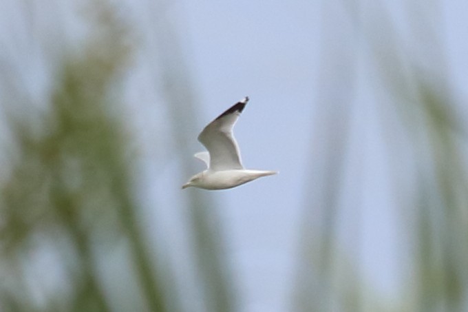 Ring-billed Gull - ML124460551