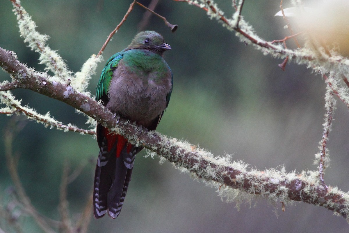 Quetzal resplendissant (costaricensis) - ML124460901