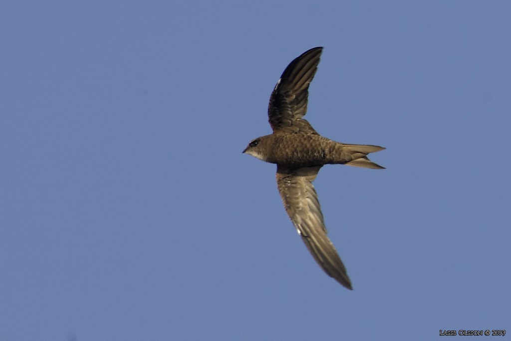 Forbes-Watson's Swift - Lasse Olsson