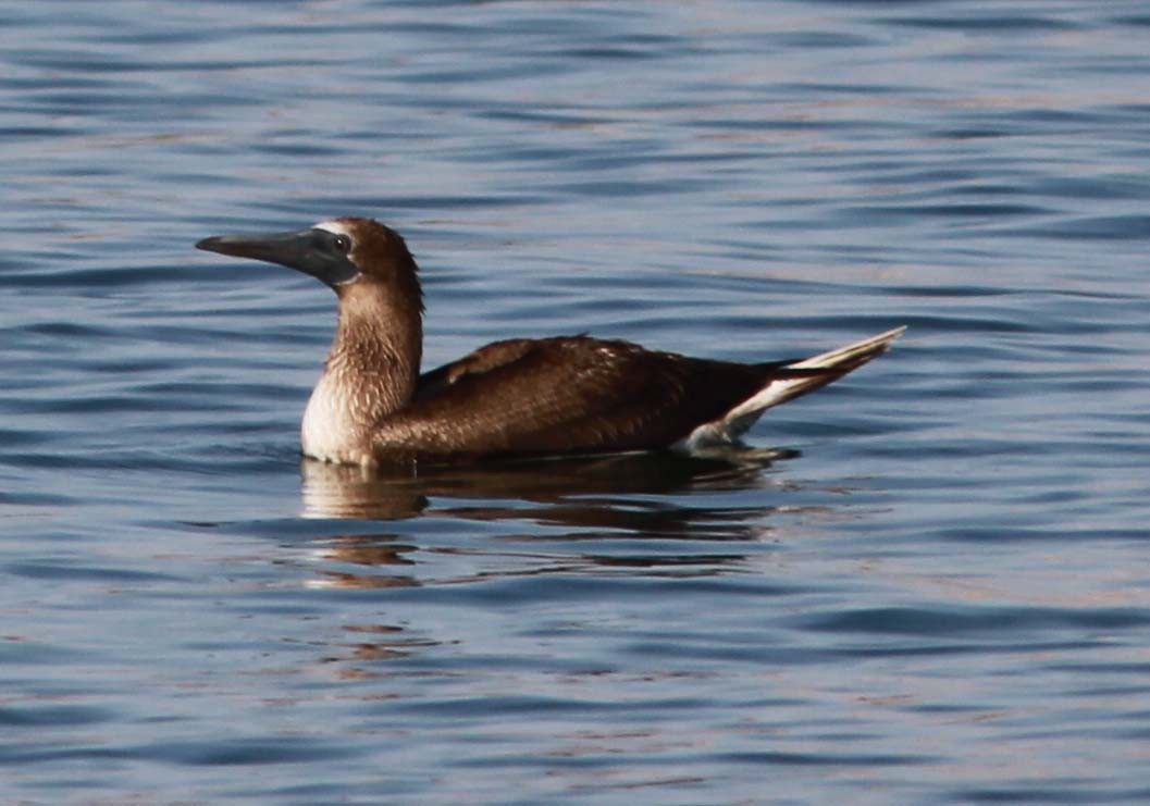 Blue-footed Booby - ML124461291