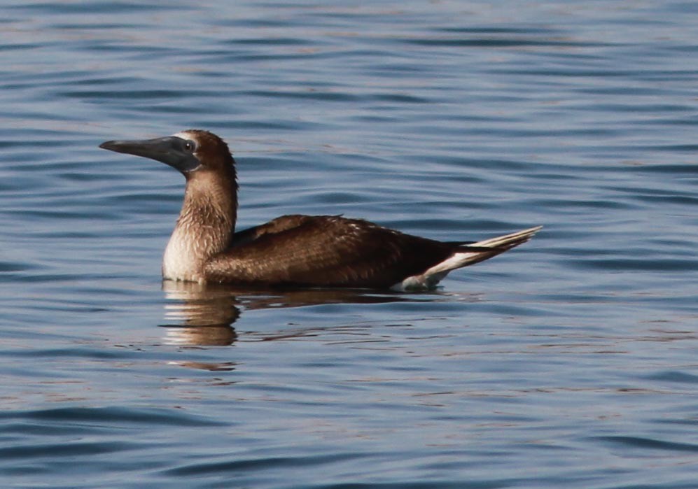 Blue-footed Booby - ML124461301
