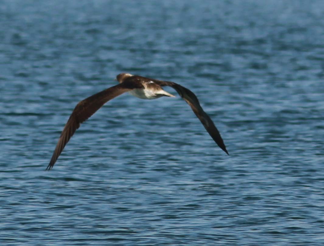 Blue-footed Booby - ML124461311