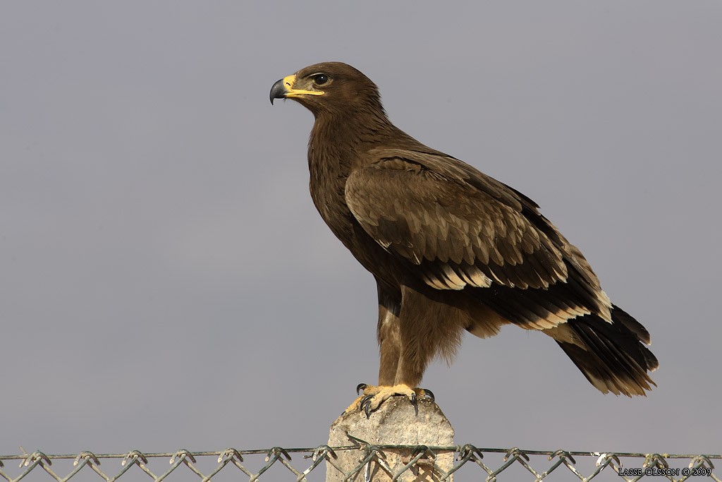 Greater Spotted Eagle - Lasse Olsson