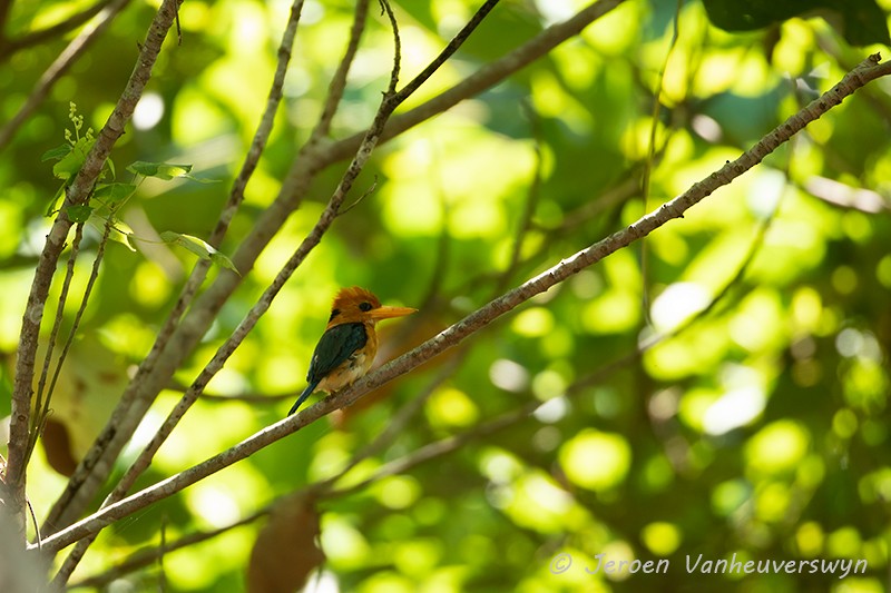 Yellow-billed Kingfisher - Jeroen Vanheuverswyn