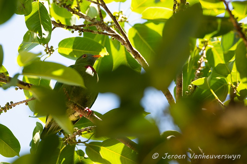 Claret-breasted Fruit-Dove - ML124462221