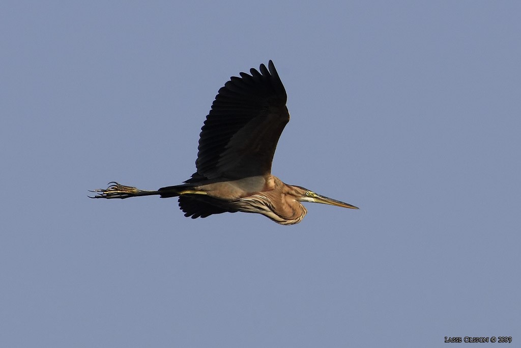 Purple Heron - ML124462561