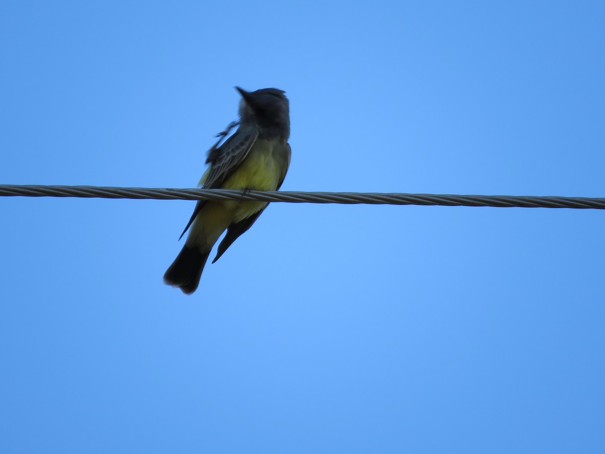 Cassin's Kingbird - ML124462841