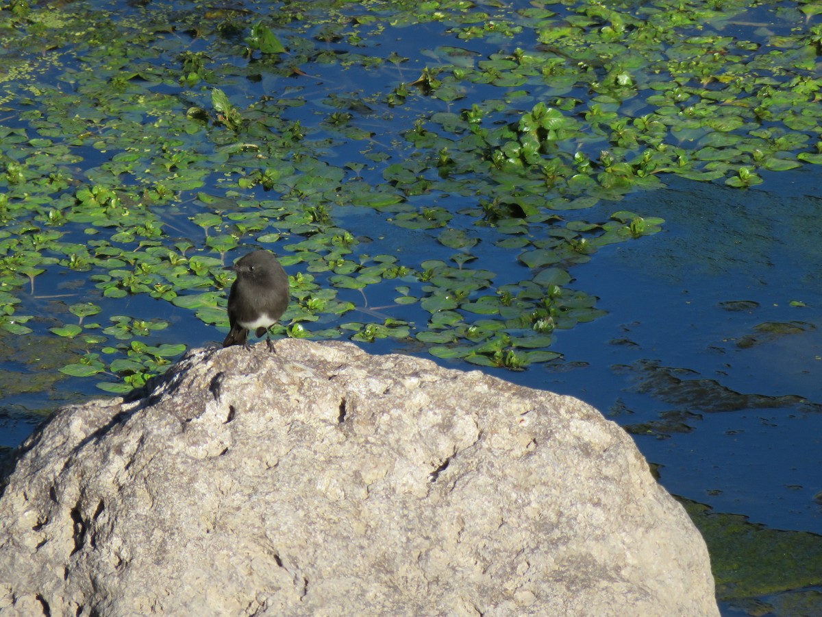 Black Phoebe - ML124462971