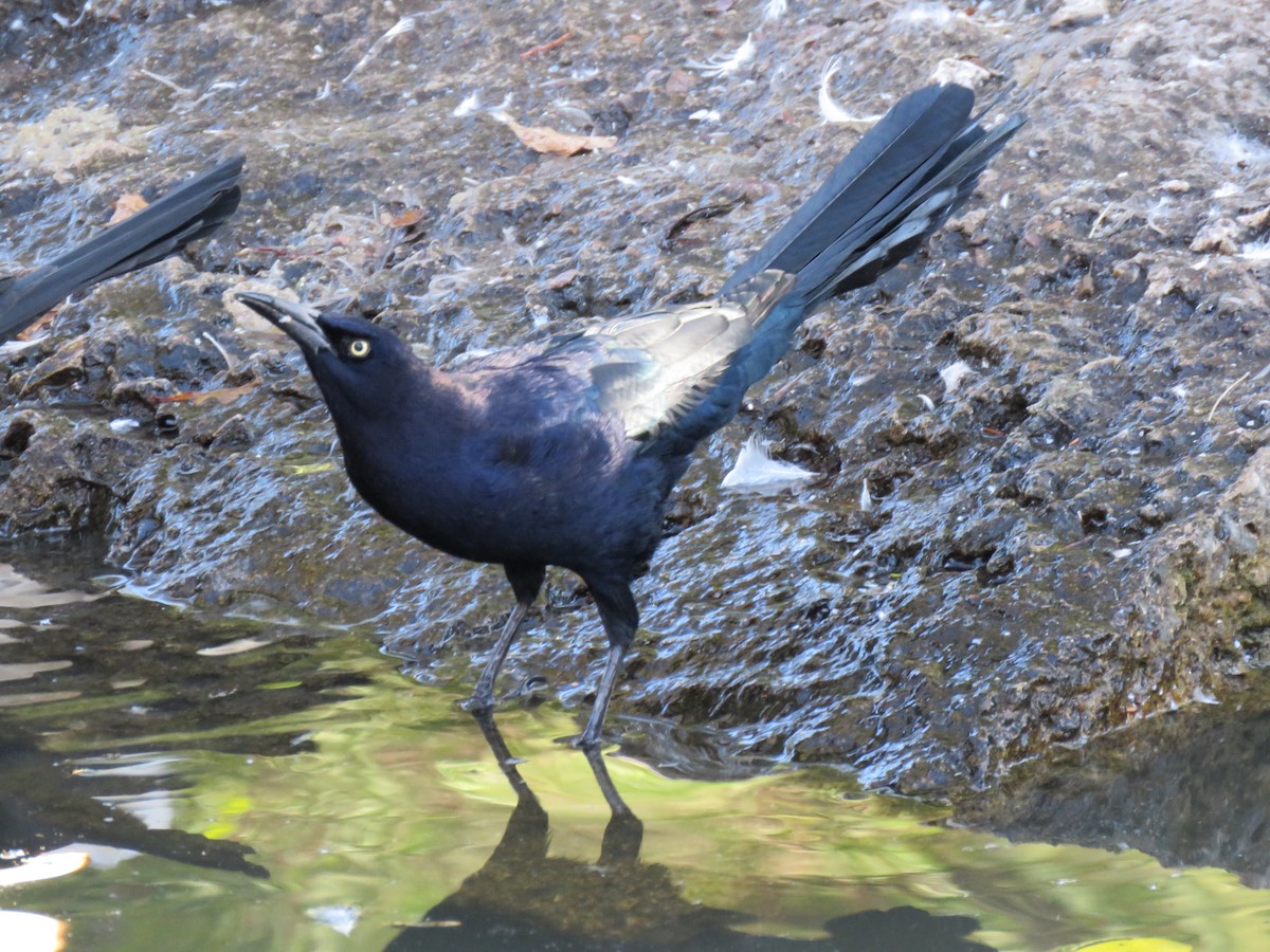 Great-tailed Grackle - ML124463001