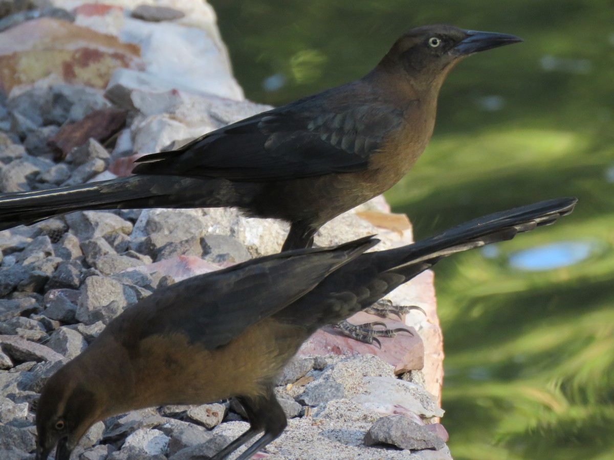 Great-tailed Grackle - ML124463041