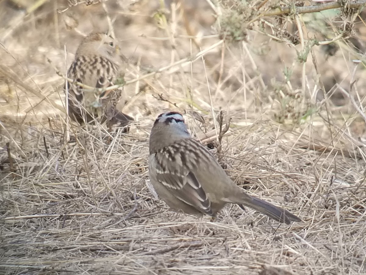 White-crowned Sparrow - Donald Pendleton