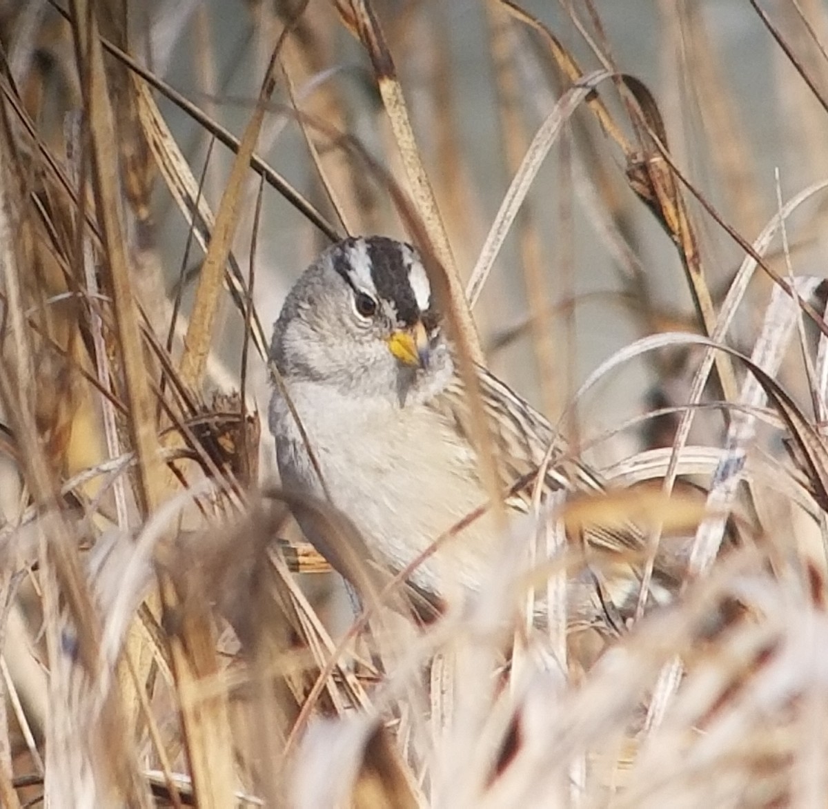 White-crowned Sparrow - Donald Pendleton