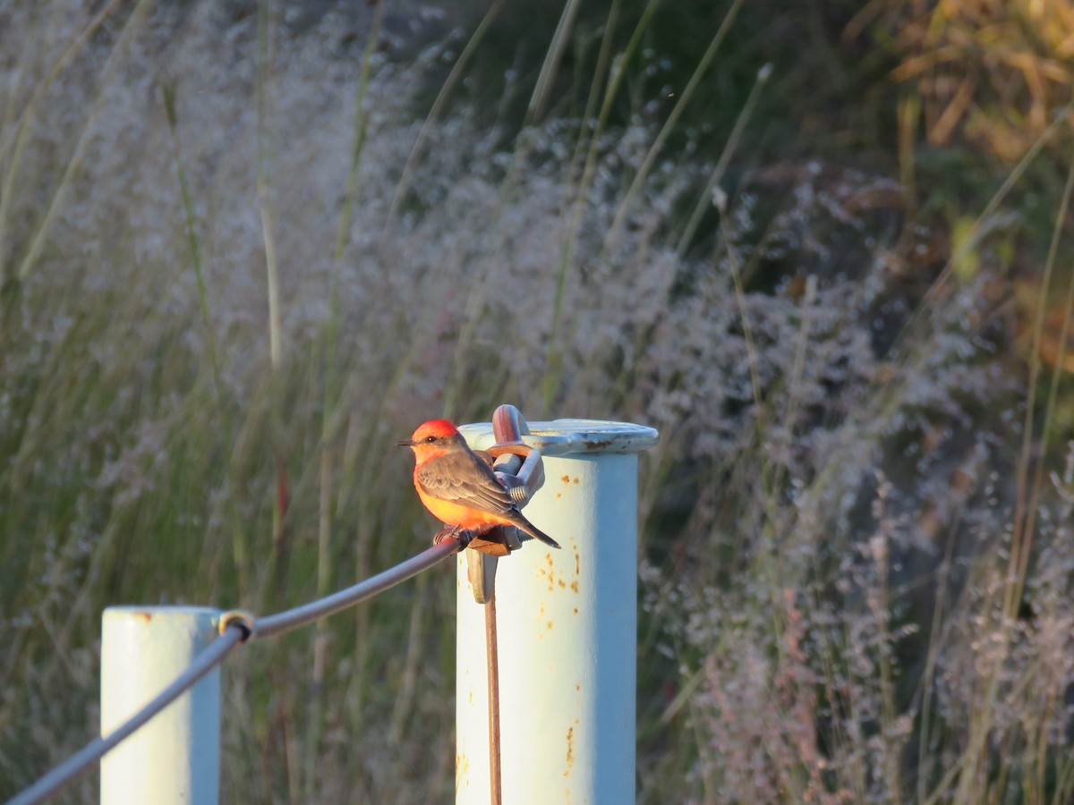 Vermilion Flycatcher - ML124463871