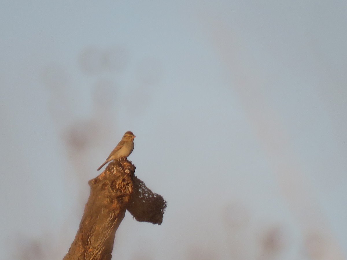 Chipping Sparrow - ML124464291