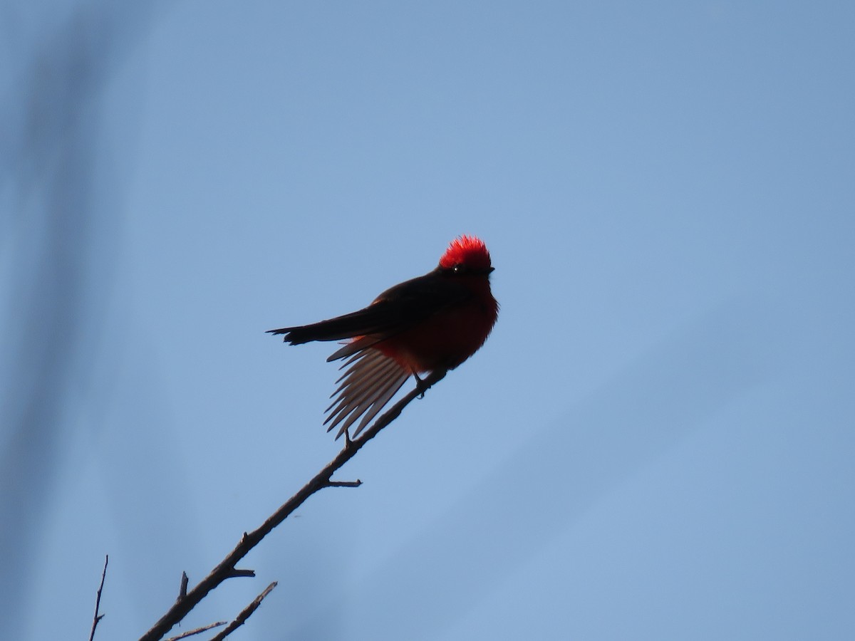 Vermilion Flycatcher - ML124464661