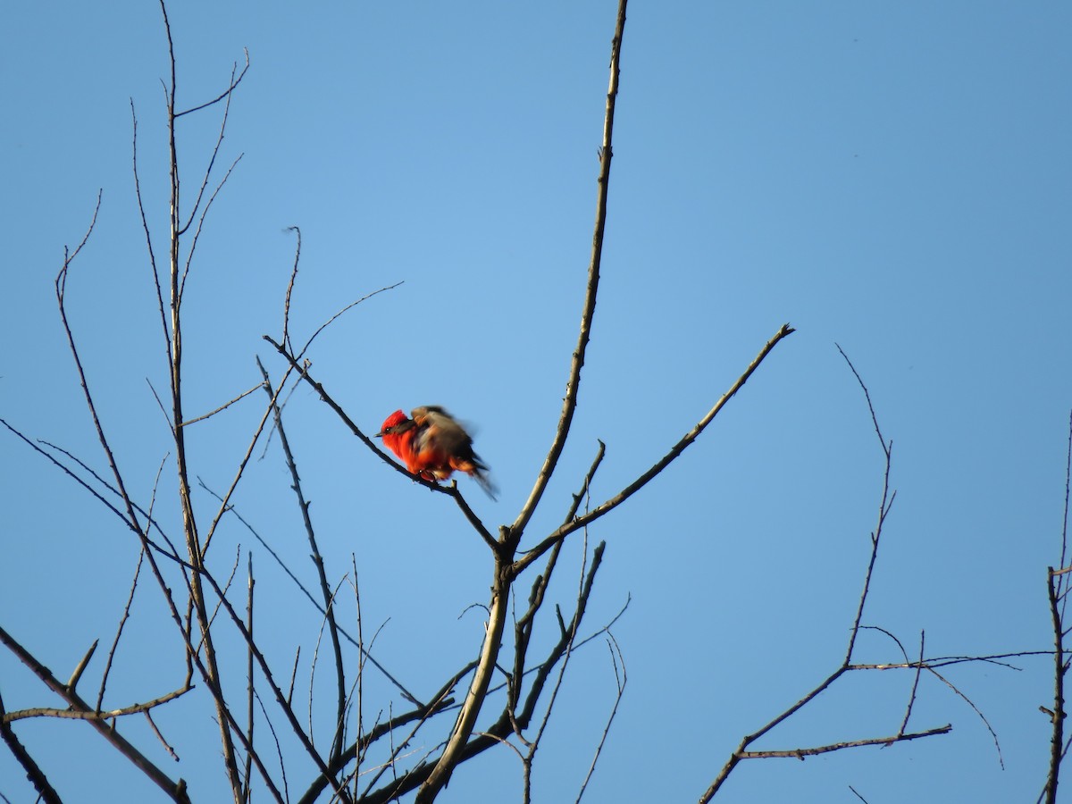 Vermilion Flycatcher - ML124464681