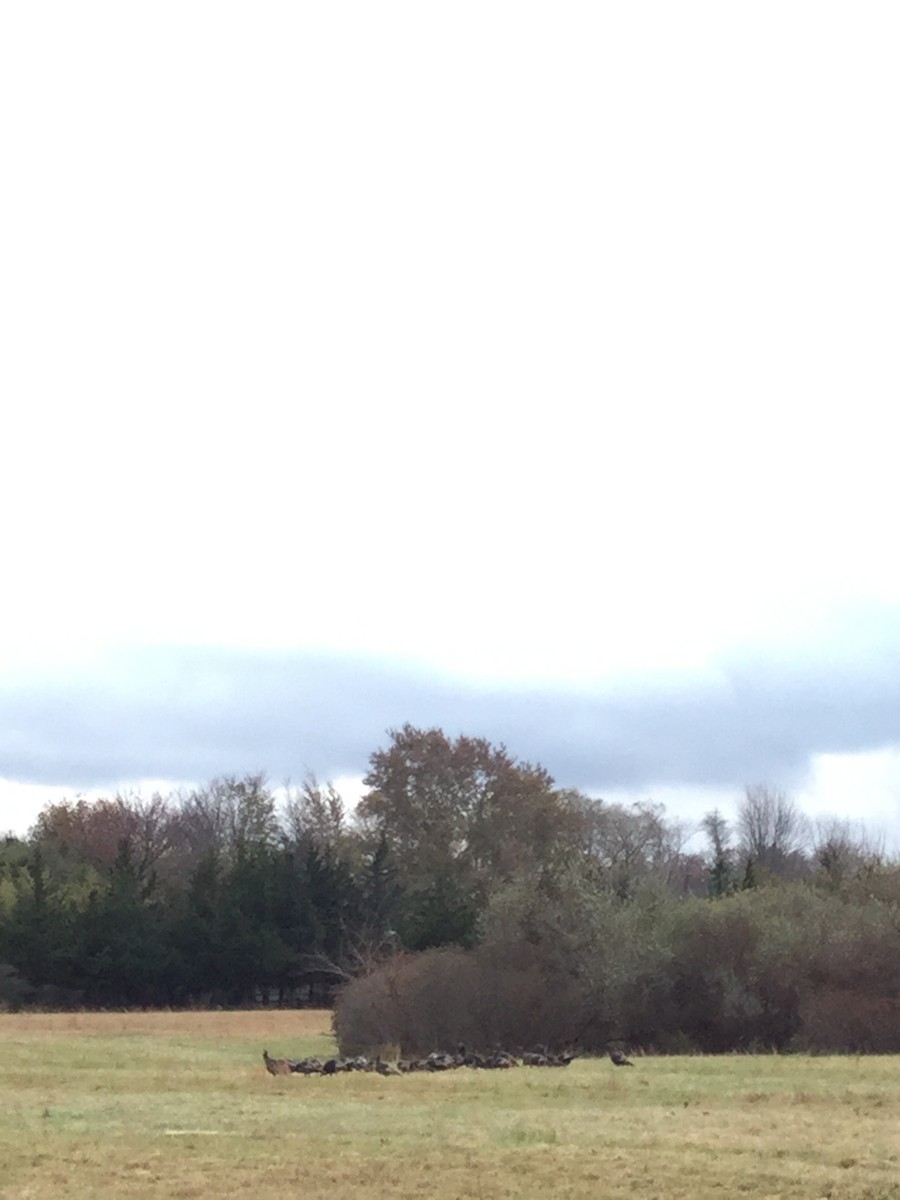 Wild Turkey - ML124465301