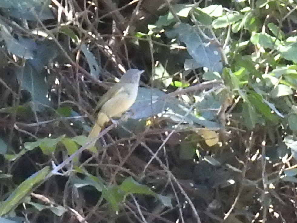 Tiny Greenbul - Nick Hudson