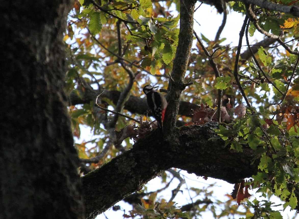 Pico Picapinos (numidus/mauritanus) - ML124467761