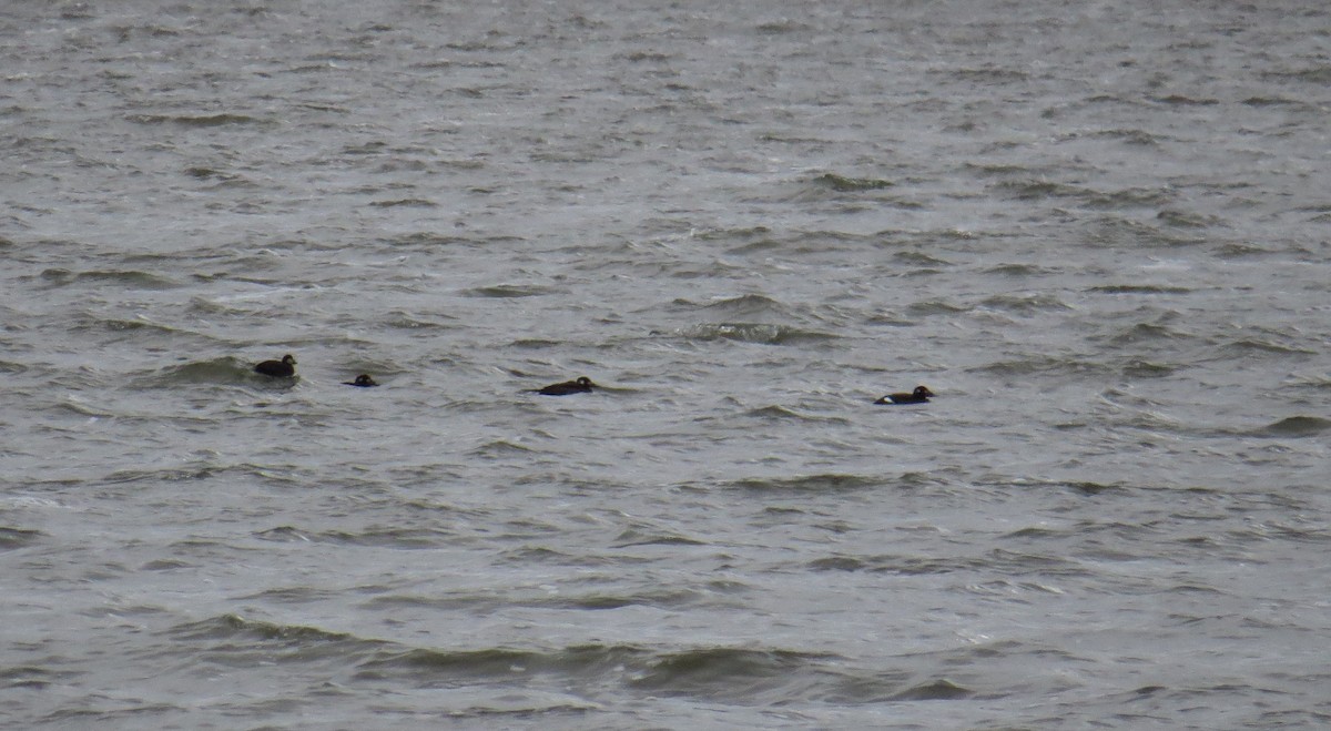 White-winged Scoter - ML124470281