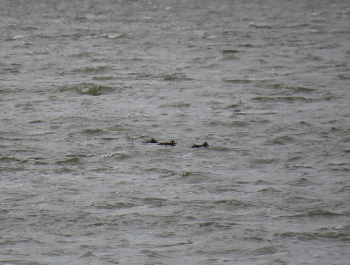 White-winged Scoter - ML124471301