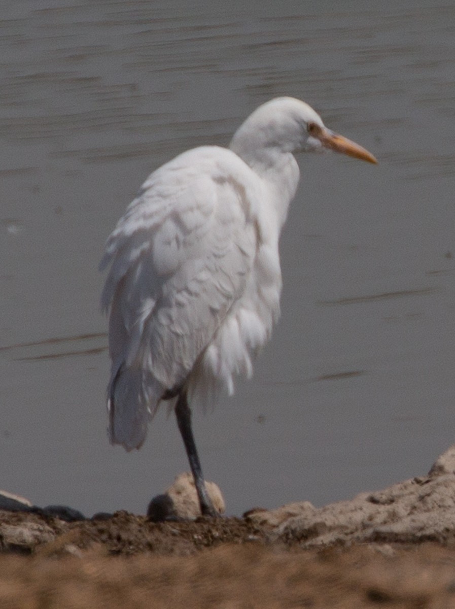 Great Egret - ML124471421