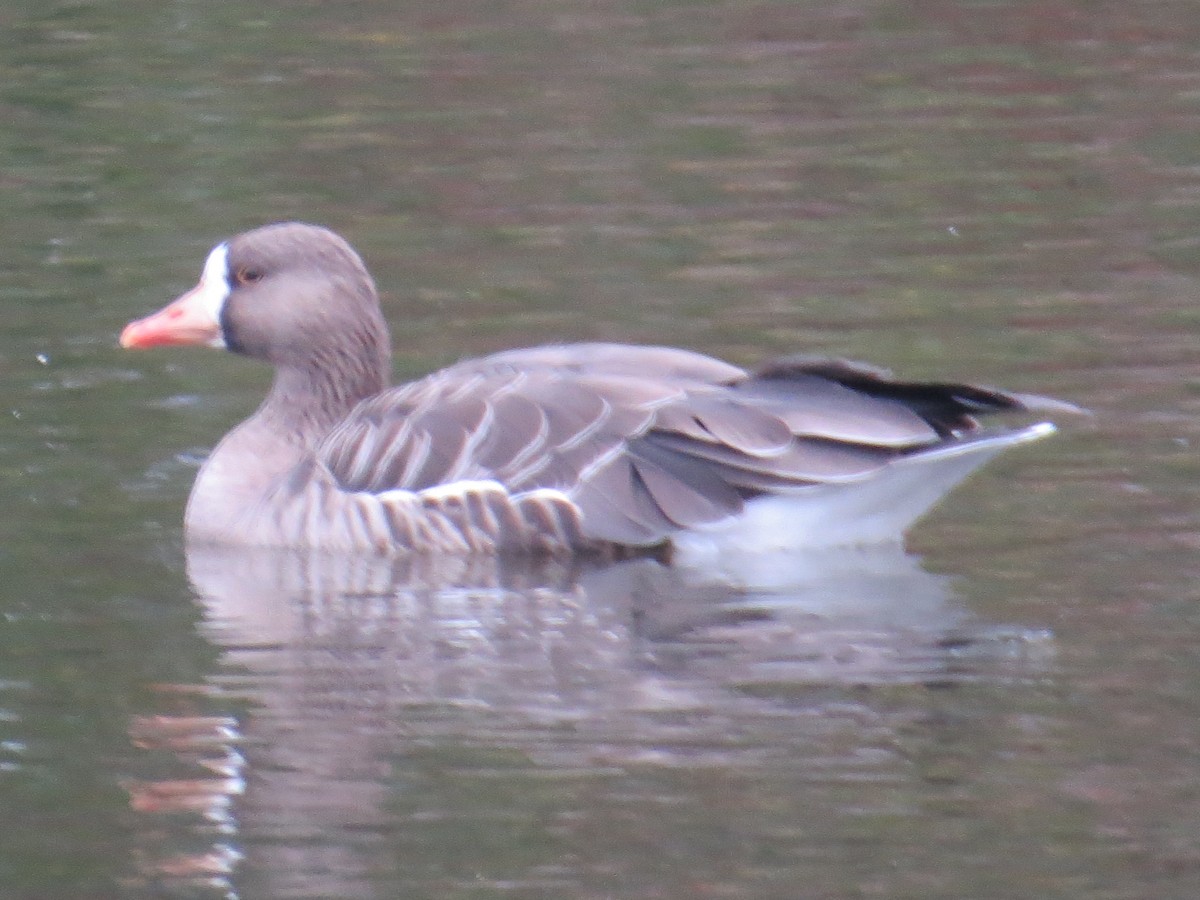 Greater White-fronted Goose - ML124471591