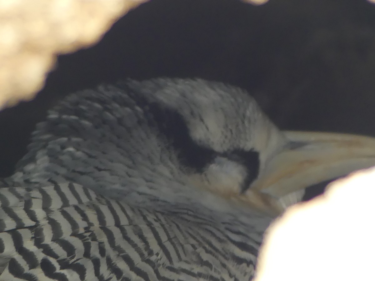 Red-billed Tropicbird - Susan Brauning