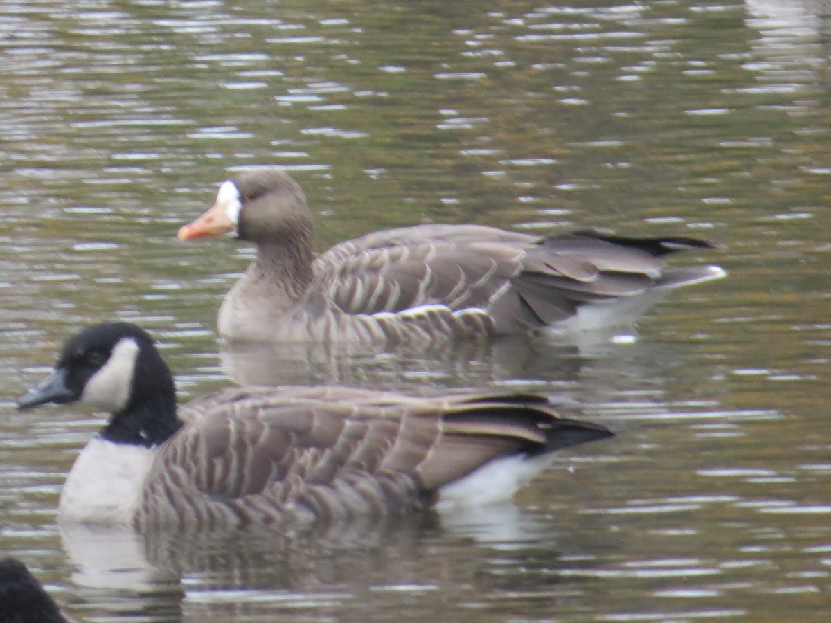 Greater White-fronted Goose - ML124471881