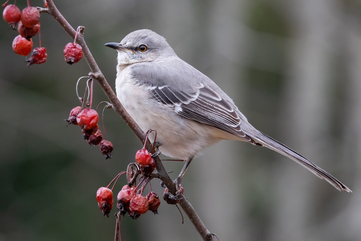 Northern Mockingbird - ML124472931