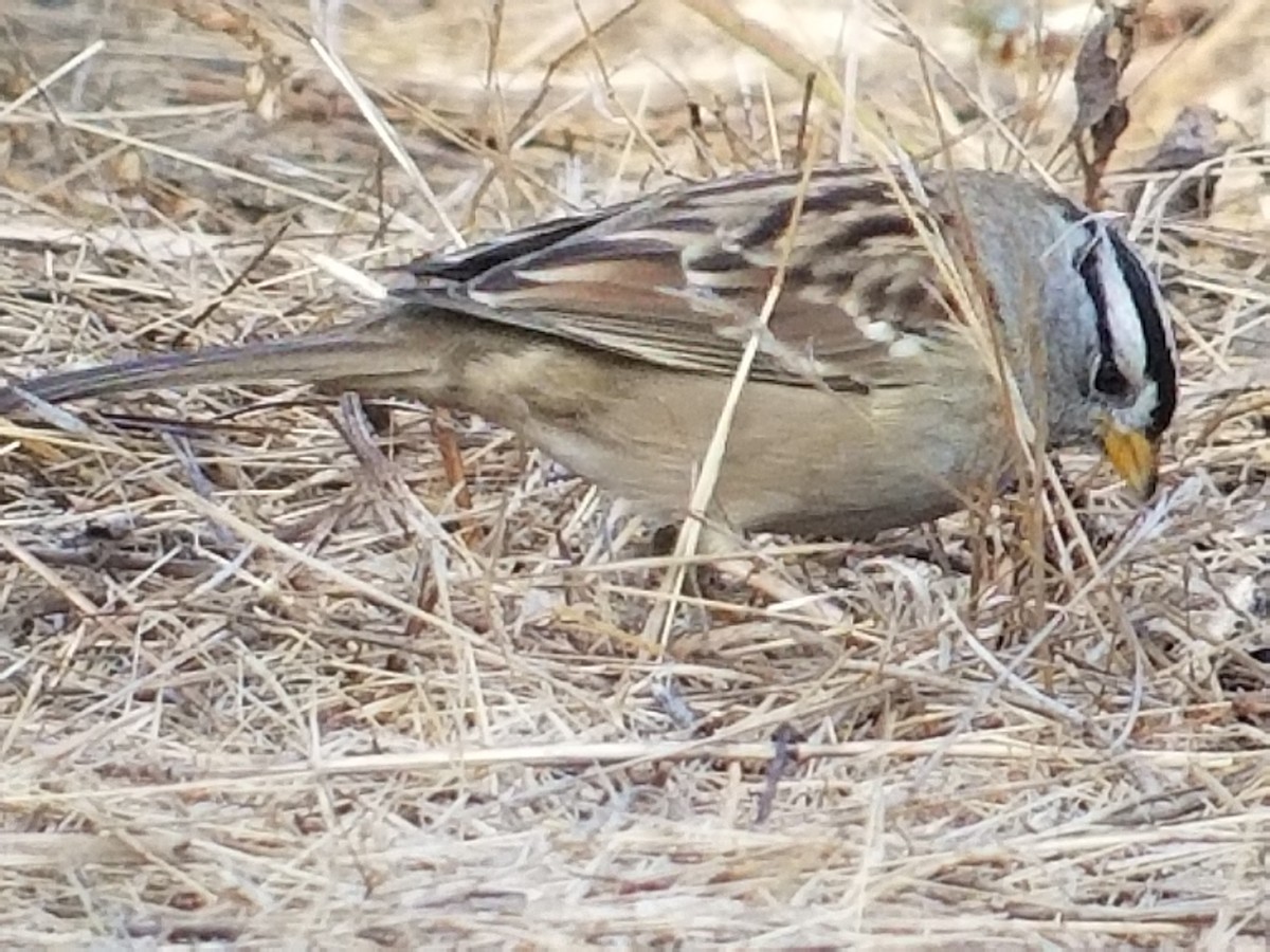 White-crowned Sparrow - Donald Pendleton