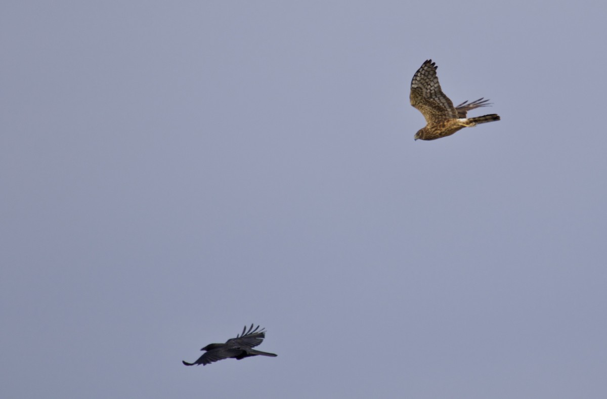 Northern Harrier - ML124473631