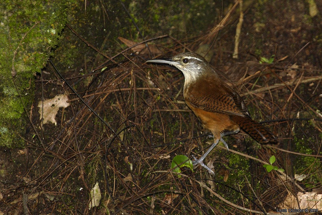 Long-billed Wren - Lasse Olsson