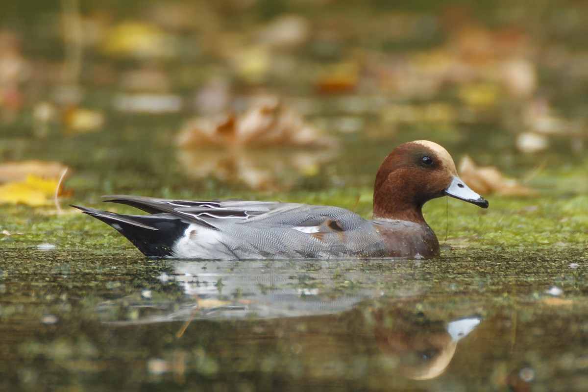 Eurasian Wigeon - ML124474501