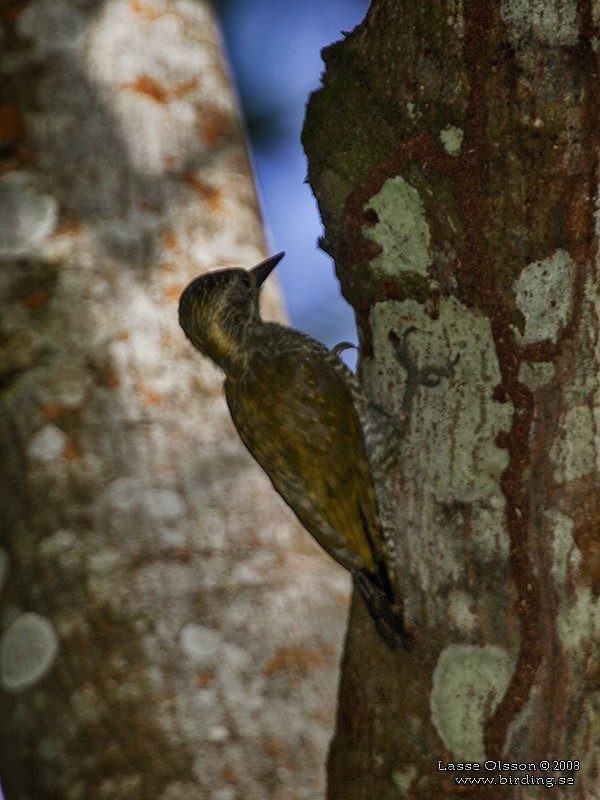 White-browed Woodpecker - ML124474971