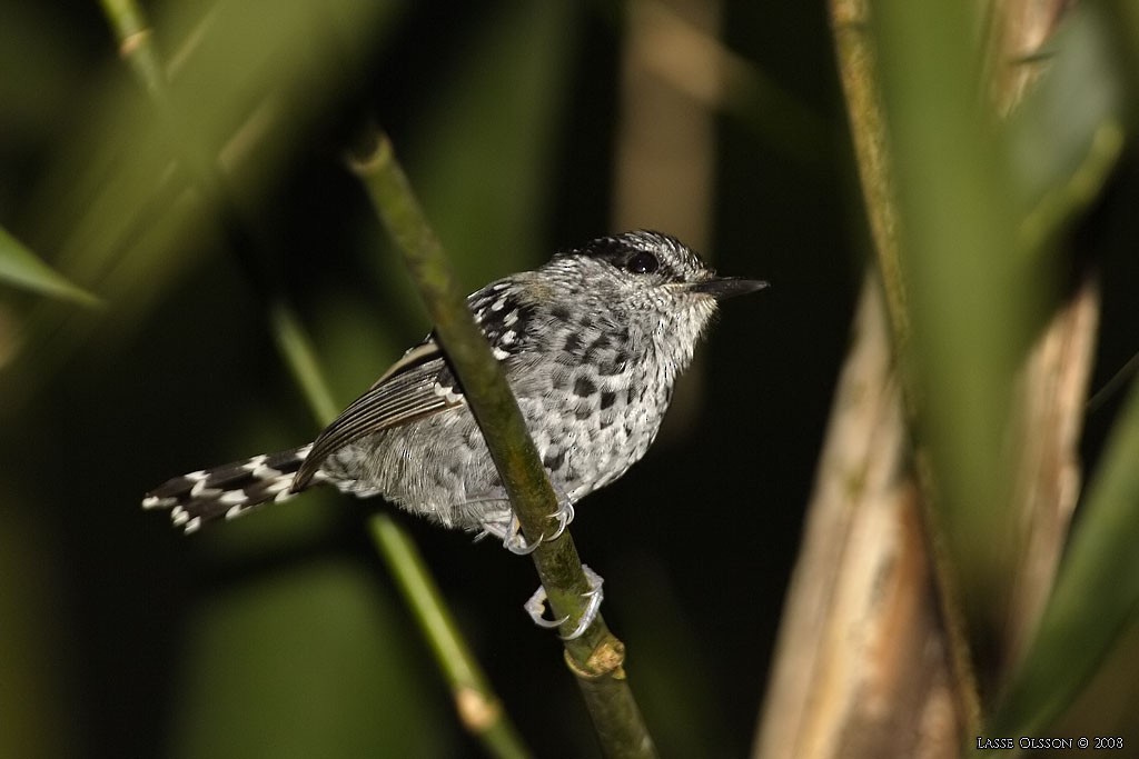 Scaled Antbird - ML124475111