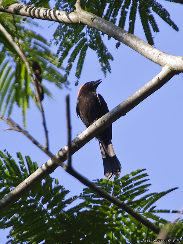 Flame-crested Tanager - ML124476301