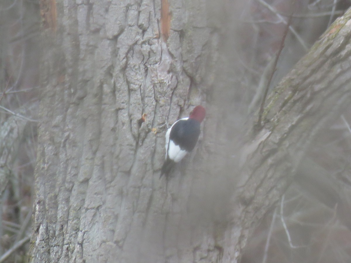 Red-headed Woodpecker - Kenneth Bishop