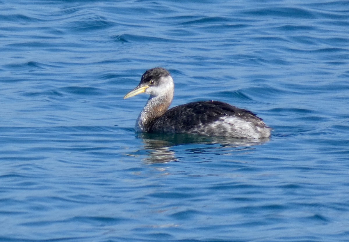 Red-necked Grebe - John Callender