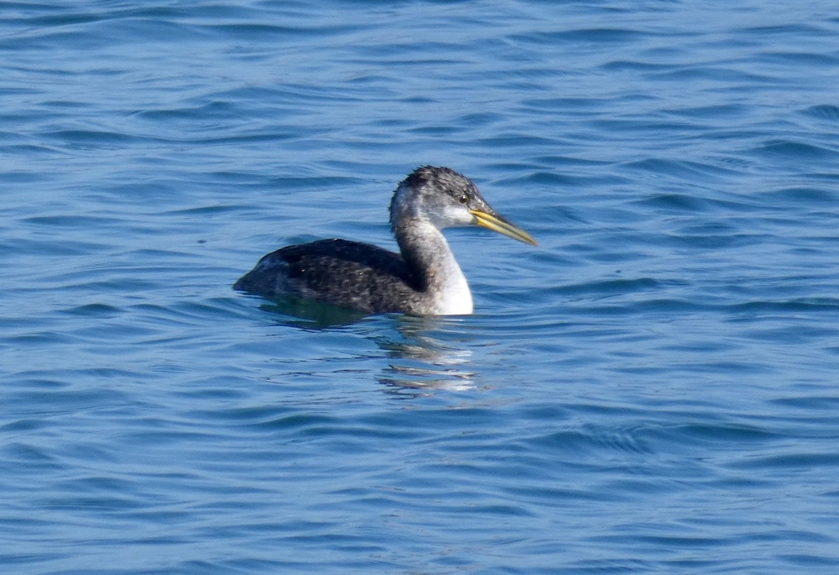 Red-necked Grebe - John Callender