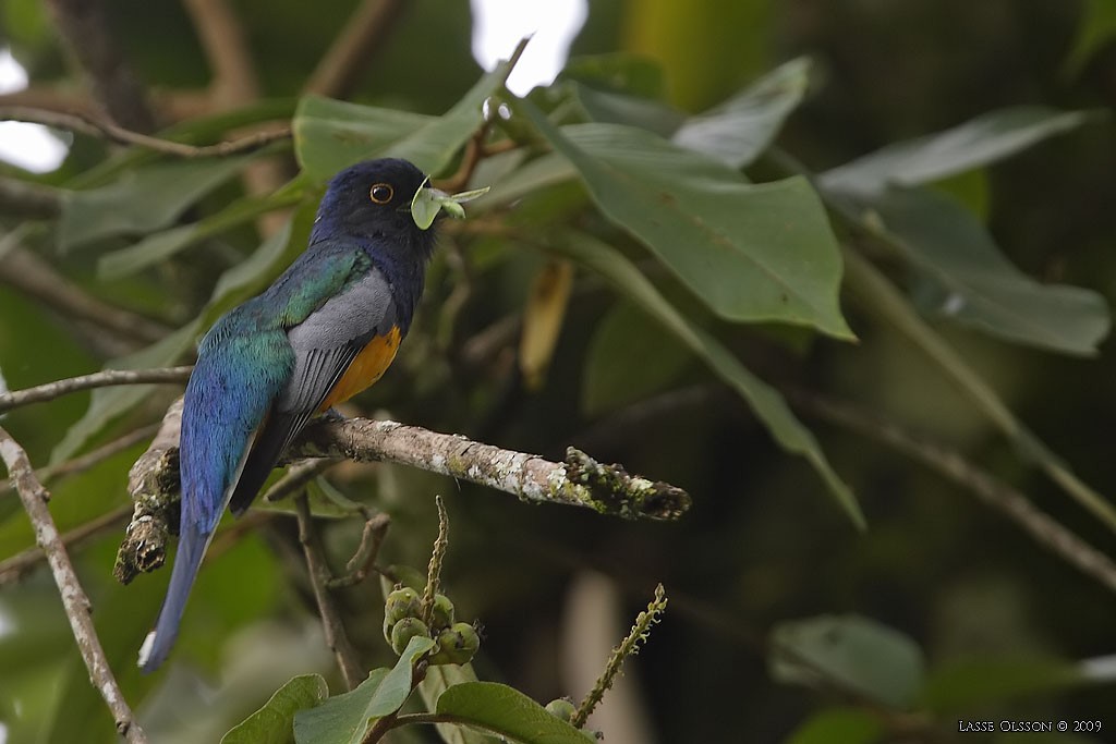 Trogon surucua - ML124479061