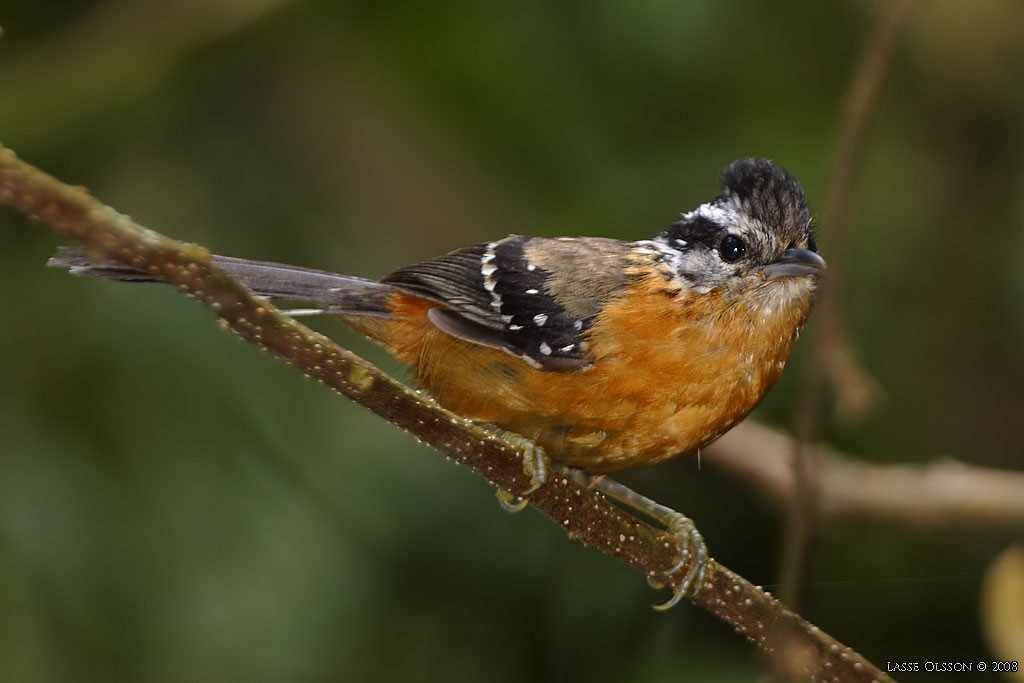 Ferruginous Antbird - ML124479351