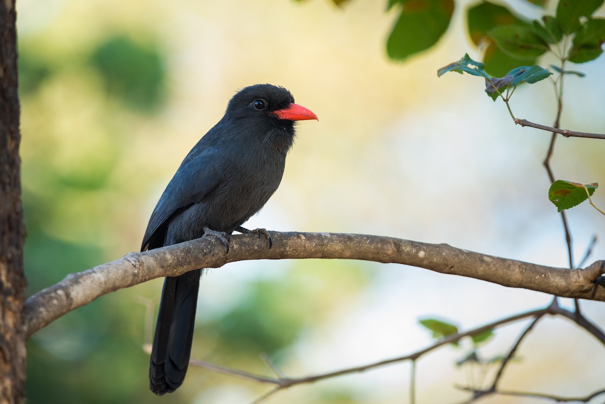 Black-fronted Nunbird - Claudia Brasileiro