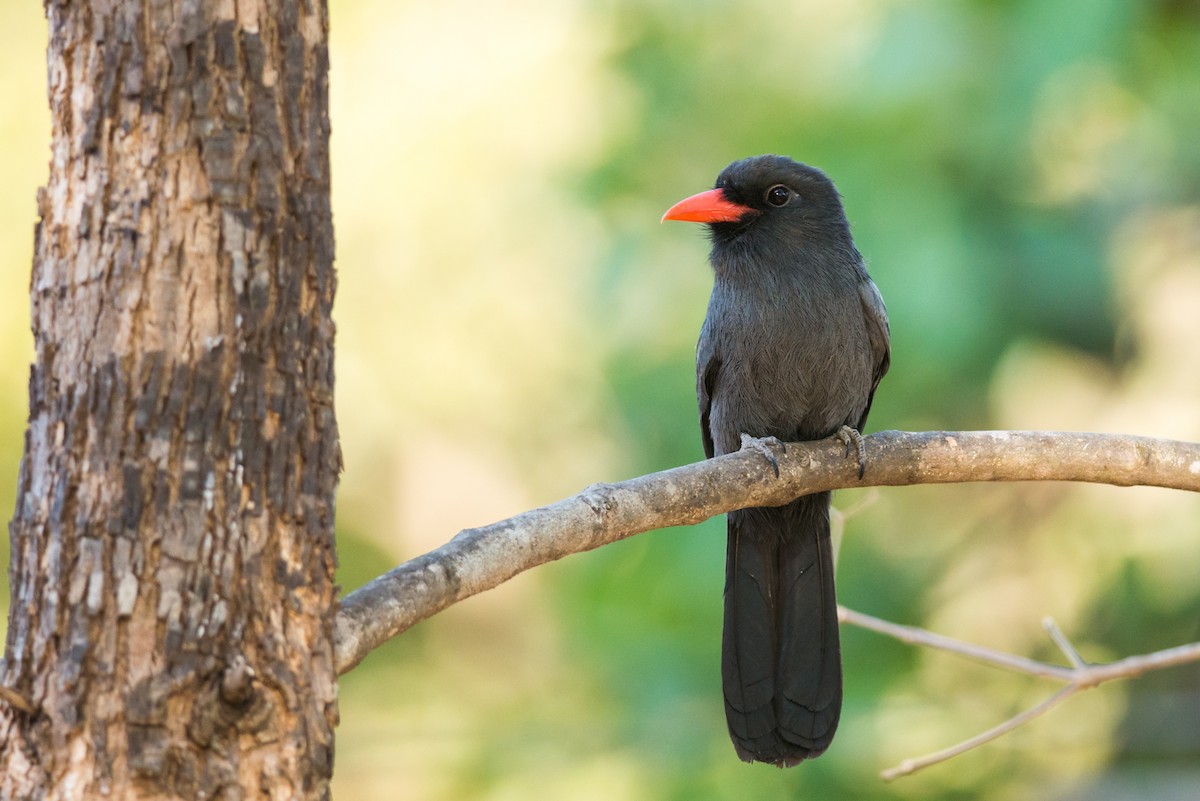 Black-fronted Nunbird - ML124479431