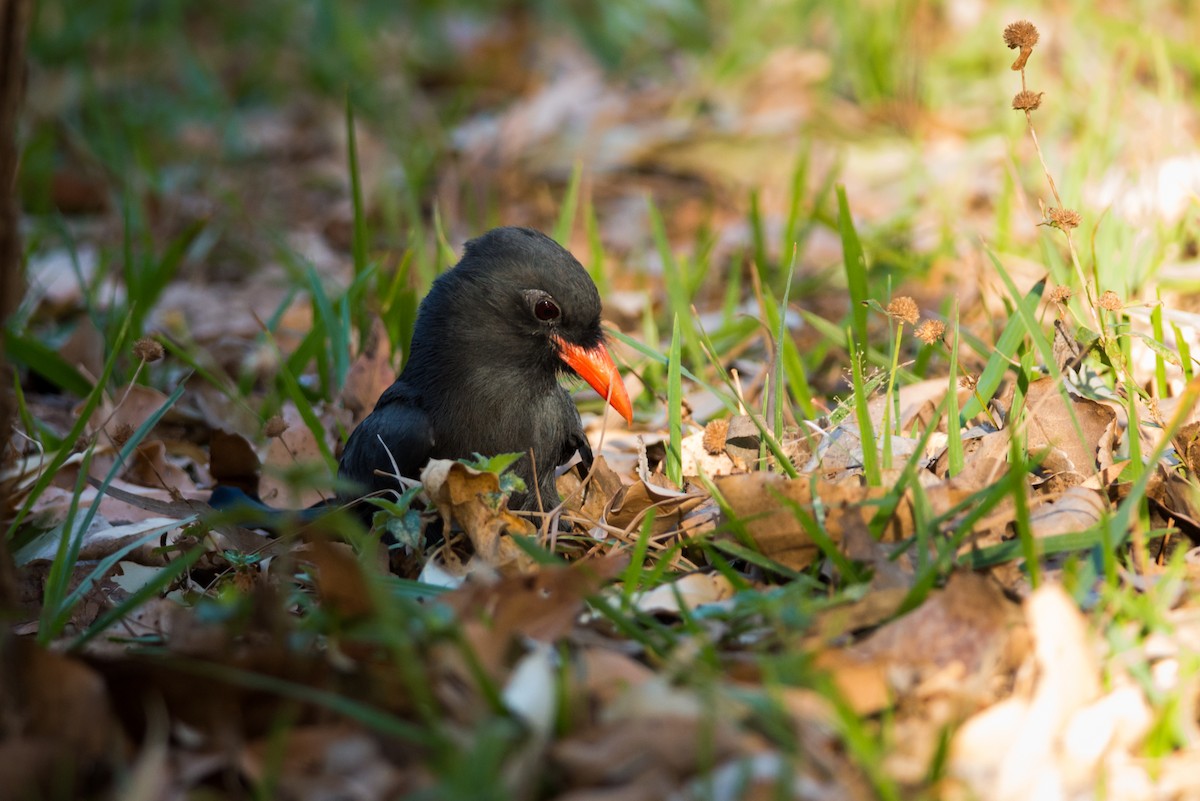 Schwarzstirn-Faulvogel - ML124479441