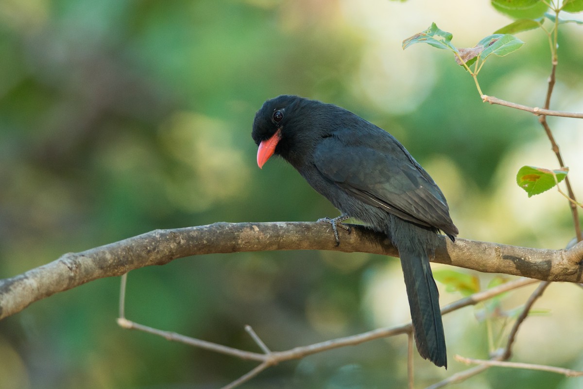 Black-fronted Nunbird - ML124479461