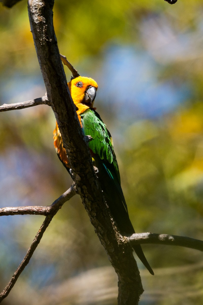 Jandaya Parakeet - ML124479571