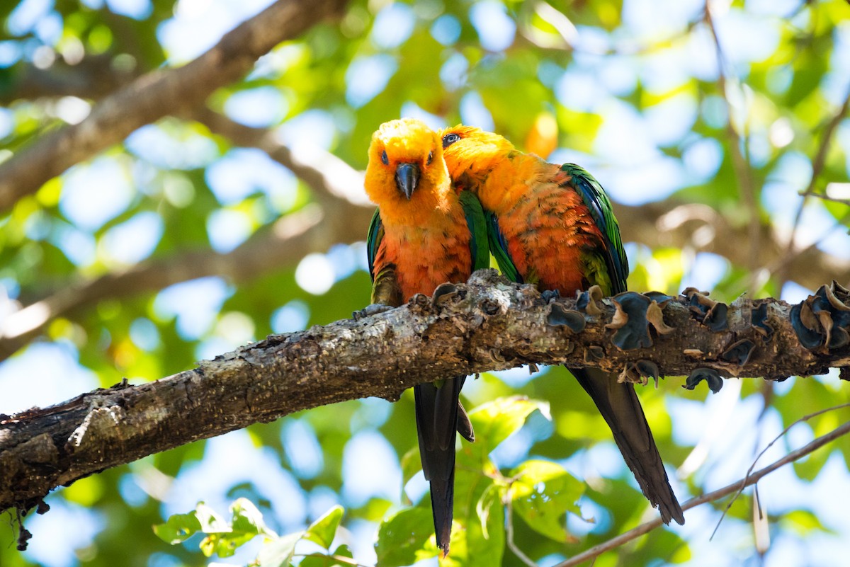 Jandaya Parakeet - ML124479591